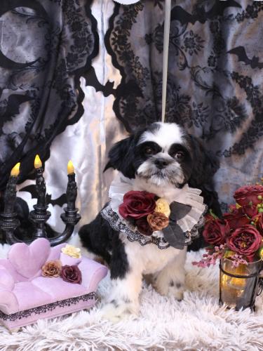 20231006ぽてくん